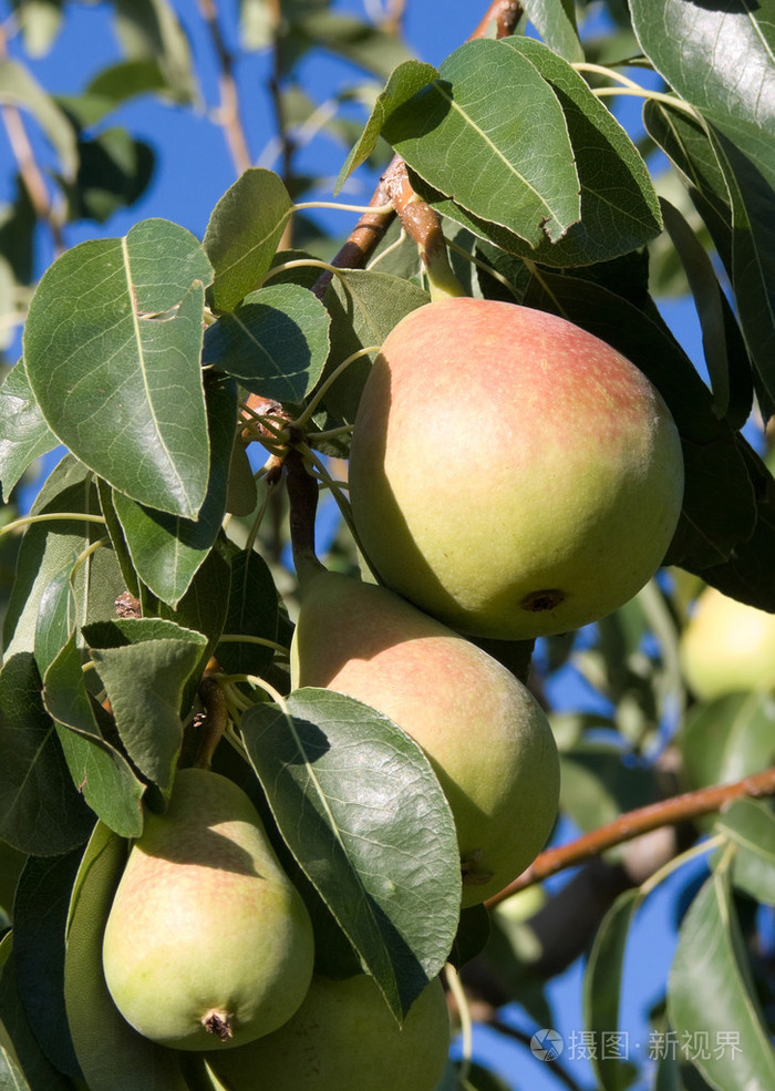 由树枝悬挂的一群成熟的梨