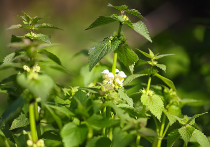 死荨麻