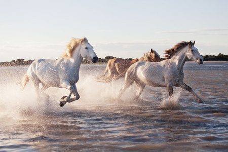 在水中运行的白马