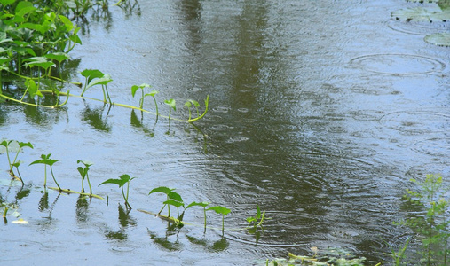 雨水落在池塘上, 飞溅