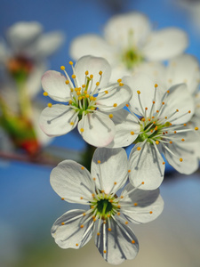 苹果花在阳光下