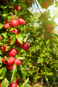 红苹果在树上
