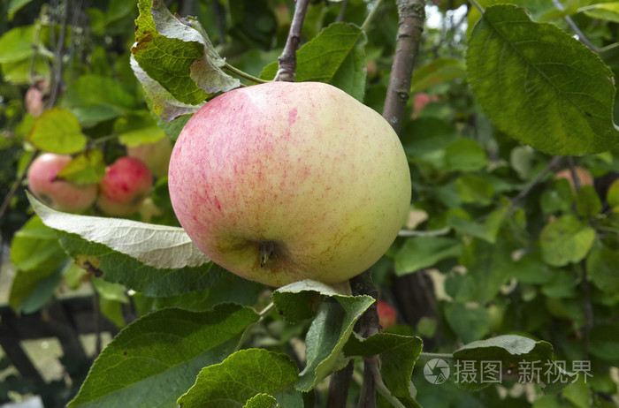 生长在树上的苹果