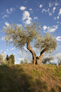 托斯卡纳橄榄树