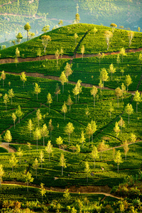 景观与斯里兰卡茶叶绿色的田野