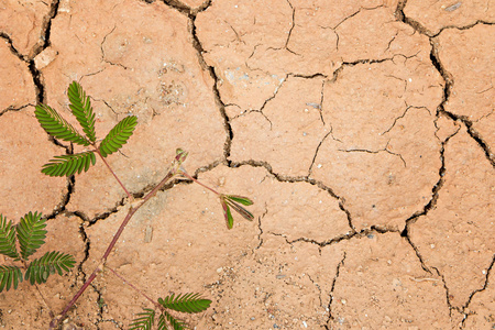 植物在干燥龟裂的大地上成长图片