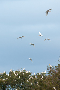 白鹭群飞在斯里兰卡的湖