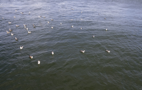 海鸥浮在海面上