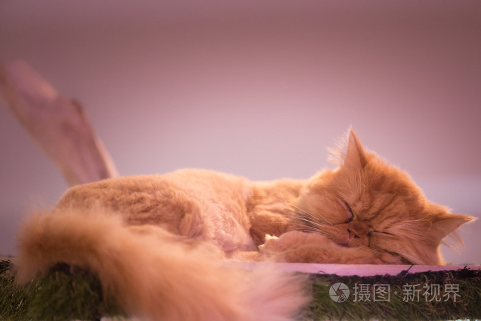 和平, 橙色, 红色, 猫男性小猫蜷缩着睡觉