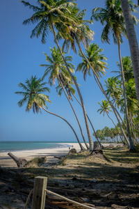 巴西海滩普拉亚 de Carneiros，伯南布哥
