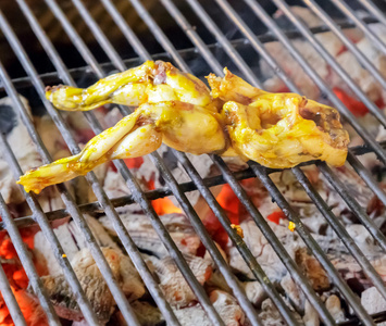 柬埔寨蟾蜍图片