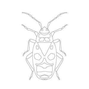 pyrrhocoris 翅大头粪金龟.甲虫.bug 的士兵.草绘的甲虫.