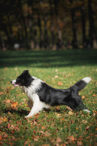 边境牧羊犬的犬种