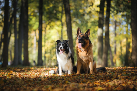 狗繁殖边境牧羊犬和德国牧羊犬照片