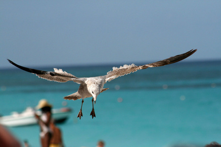 海鸥降落在热带海滩上