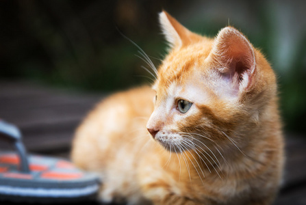 在木头上的猫幼崽