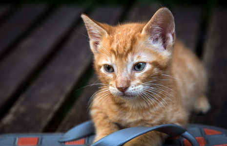 在木头上的猫幼崽