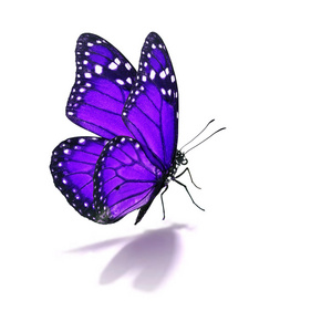 紫色帝王蝶