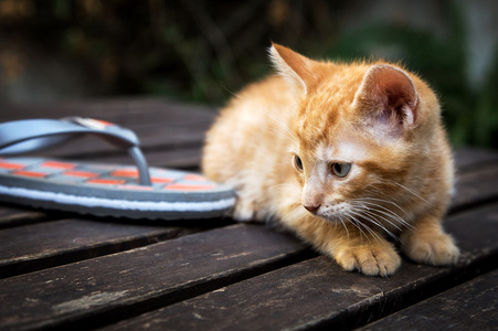 在木头上的猫幼崽