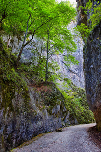 狭窄的峡谷，在喀尔巴阡山