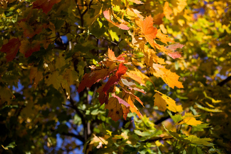 秋天一棵树上的叶子
