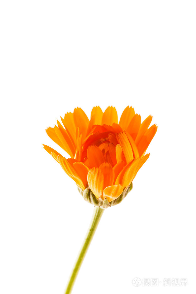 金盏菊花卉白色