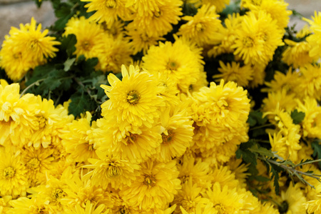 美丽的黄色花朵