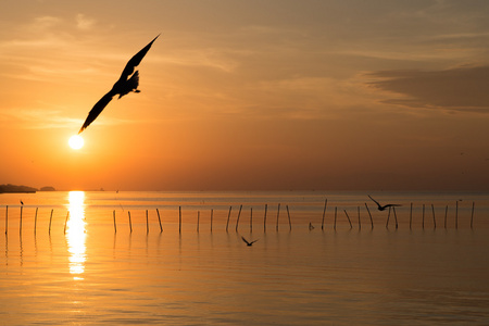 海鸥飞过沧海在早晨图片