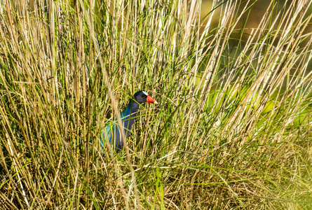 紫色 gallinule