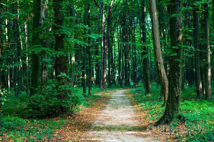 美丽的绿色森林