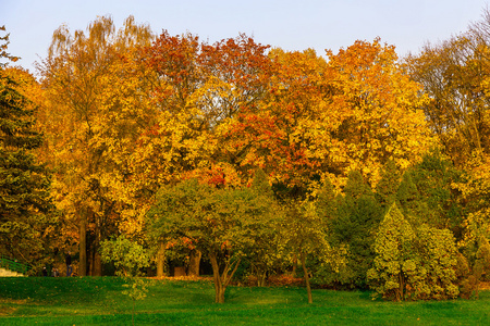 秋天背景与树在草