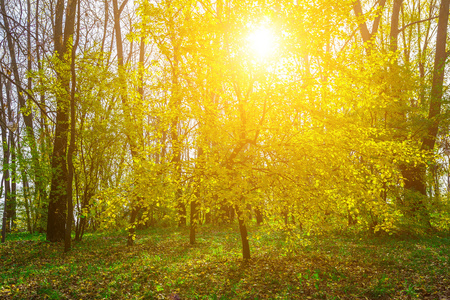 阳光穿过树枝的秋园图片