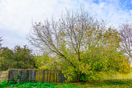 秋天的看法在带栅栏的树枝五颜六色的树