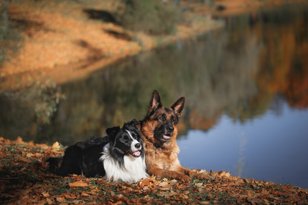 狗繁殖边境牧羊犬和德国牧羊犬图片