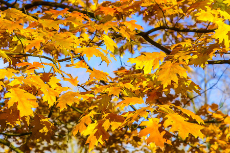 秋天的橡树黄叶