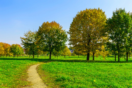 秋天的公园与路径和树在草