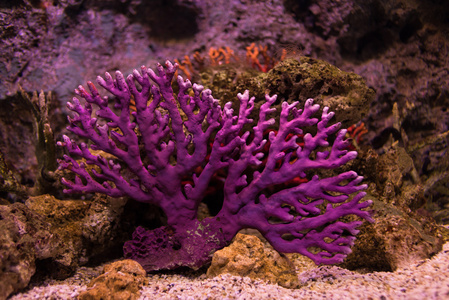紫珊瑚