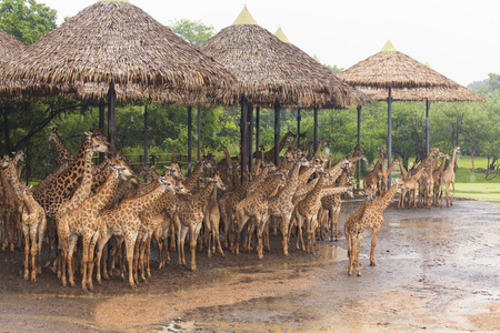 在开放的动物园里的长颈鹿非洲野生动物