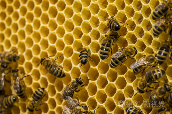 工作在 honeycells 上的蜜蜂