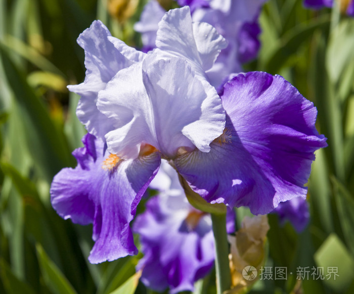 蓝色鸢尾