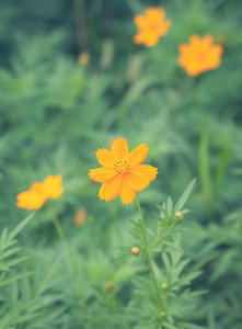 公园里的黄色雏菊