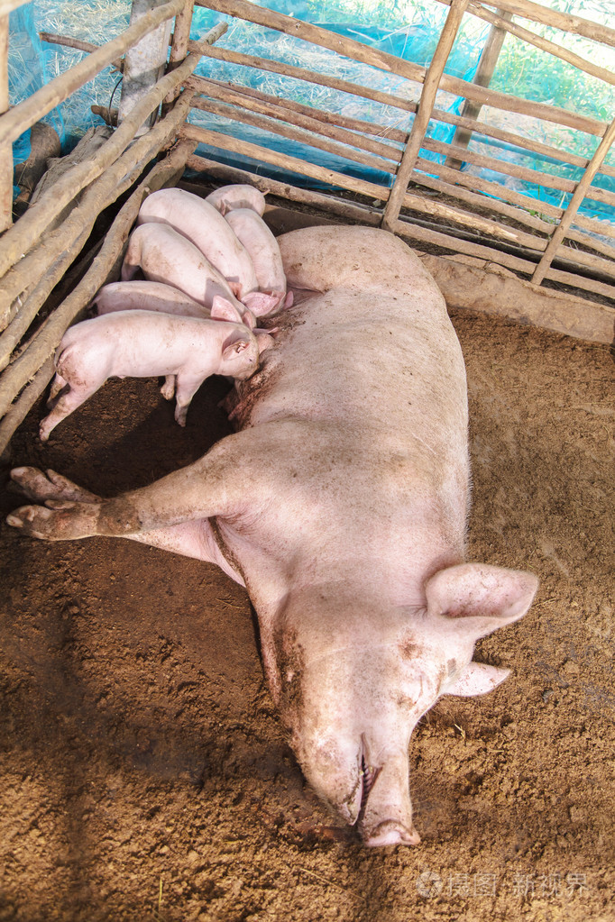 农村养猪照片-正版商用图片1k8w9c-摄图新视界