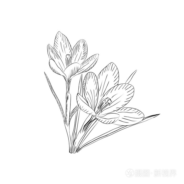 番红花的花.优雅的老式卡.矢量图插画-正版商用图片1k8wb1-摄图新视界