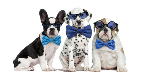 一群狗儿戴眼镜和领结
