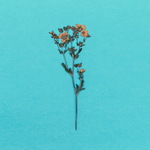 在蓝色背景上的野生花卉。最小的风格