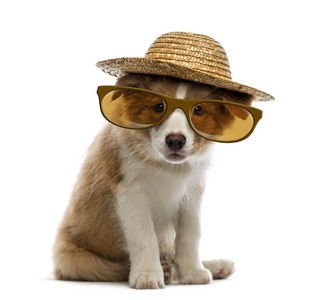 边境牧羊犬小狗戴着一顶草帽和眼镜