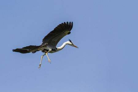 灰色苍鹭飞行在蓝天被隔绝, 斯里兰卡