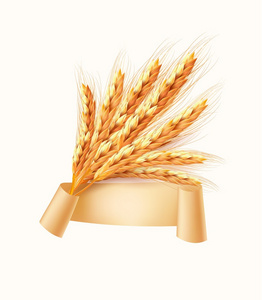 小麦的耳朵。矢量插画