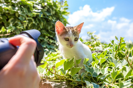 拍摄一只小猫咪图片