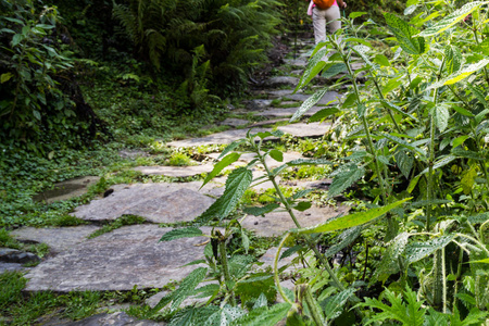 徒步旅行过去和避免野生荨麻植物, 这是大量沿着徒步小径到布尔纳基地营地, 尼泊尔